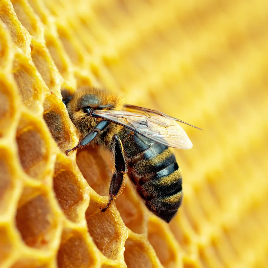 forever living bee propolis